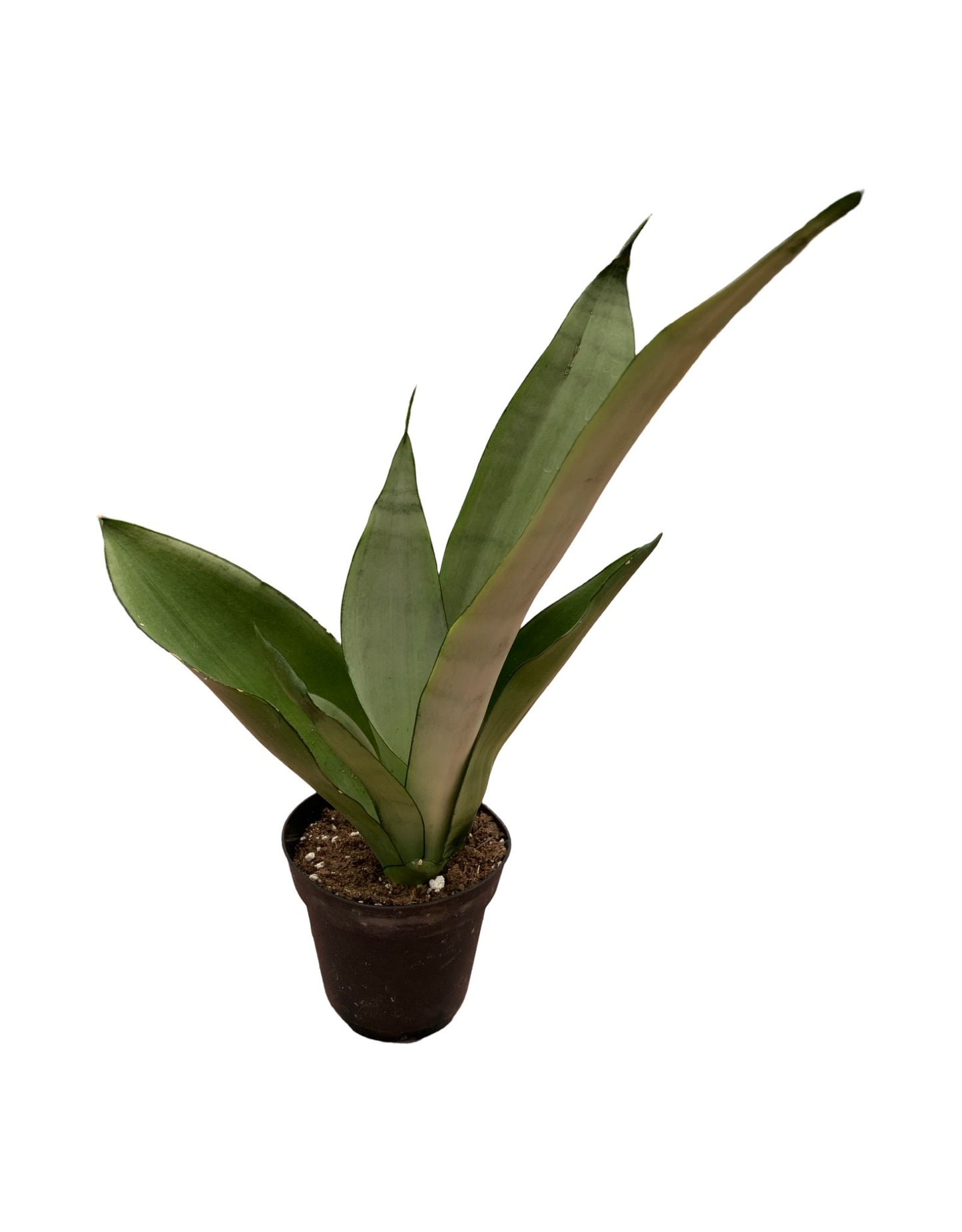 Sansevieria trifasciata 'Moonshine'