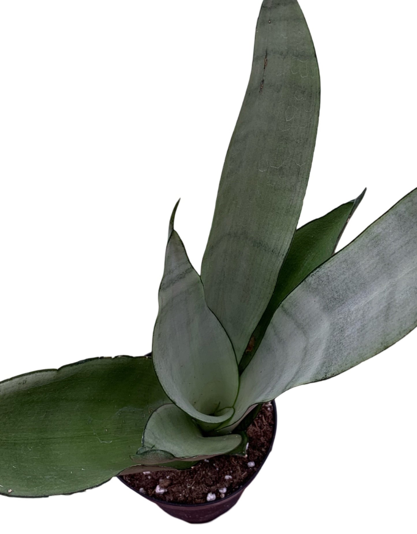 Sansevieria trifasciata 'Moonshine'