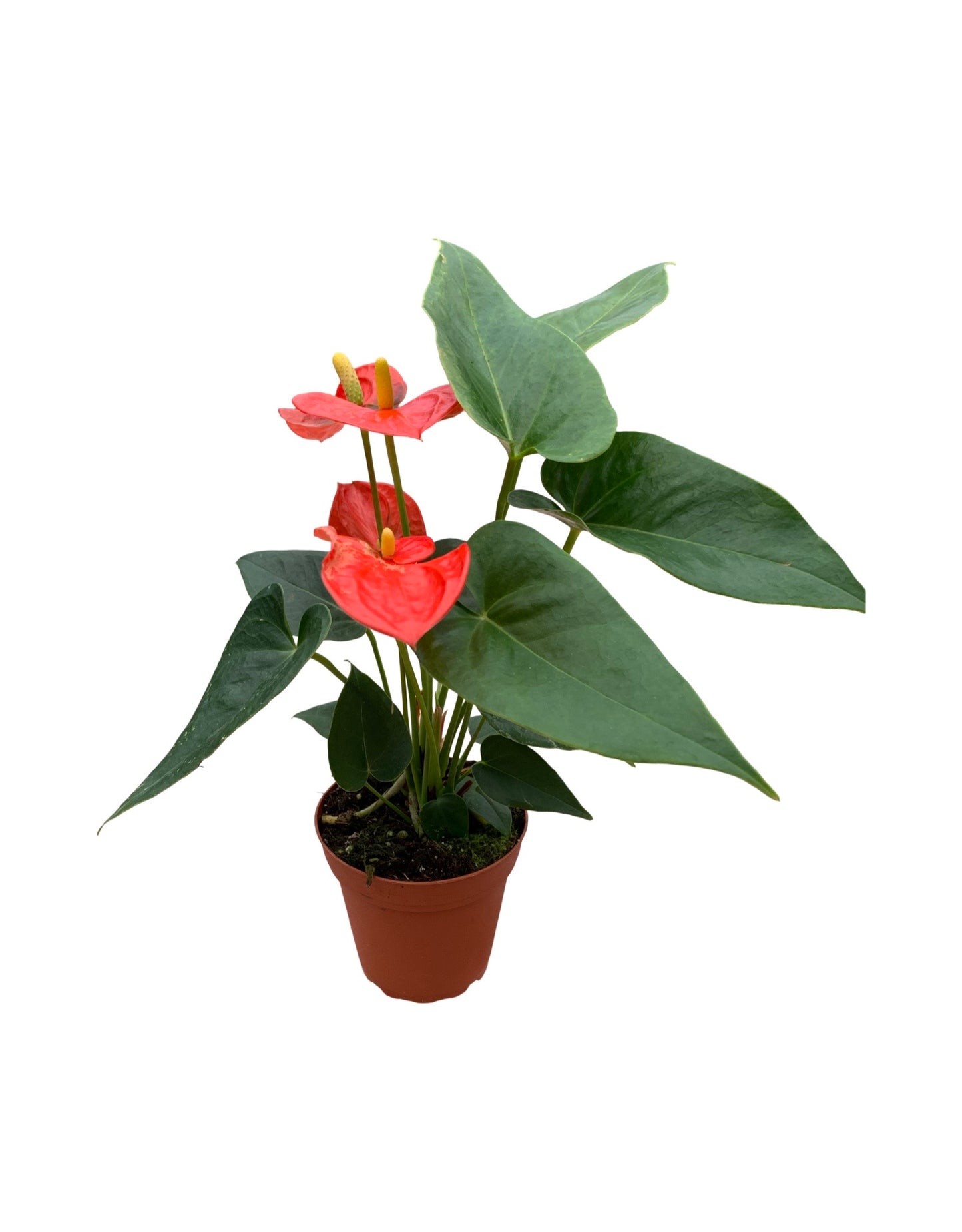 Anthurium andraeanum