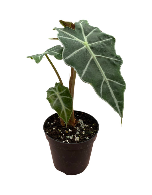 Alocasia amazonica 'Polly'