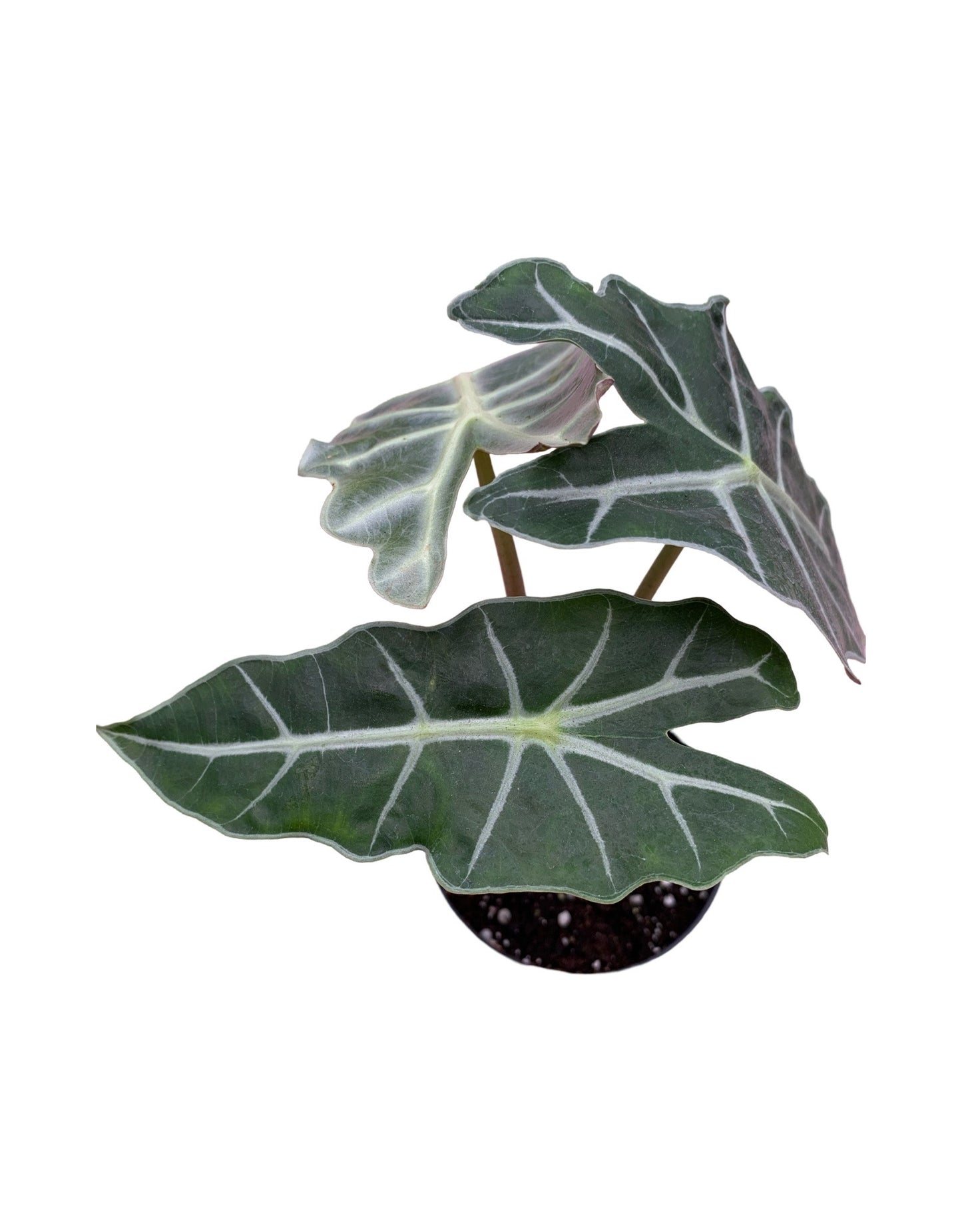 Alocasia amazonica 'Polly'