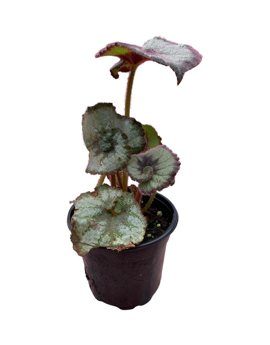 Begonia rhizomatous 'Escargot'