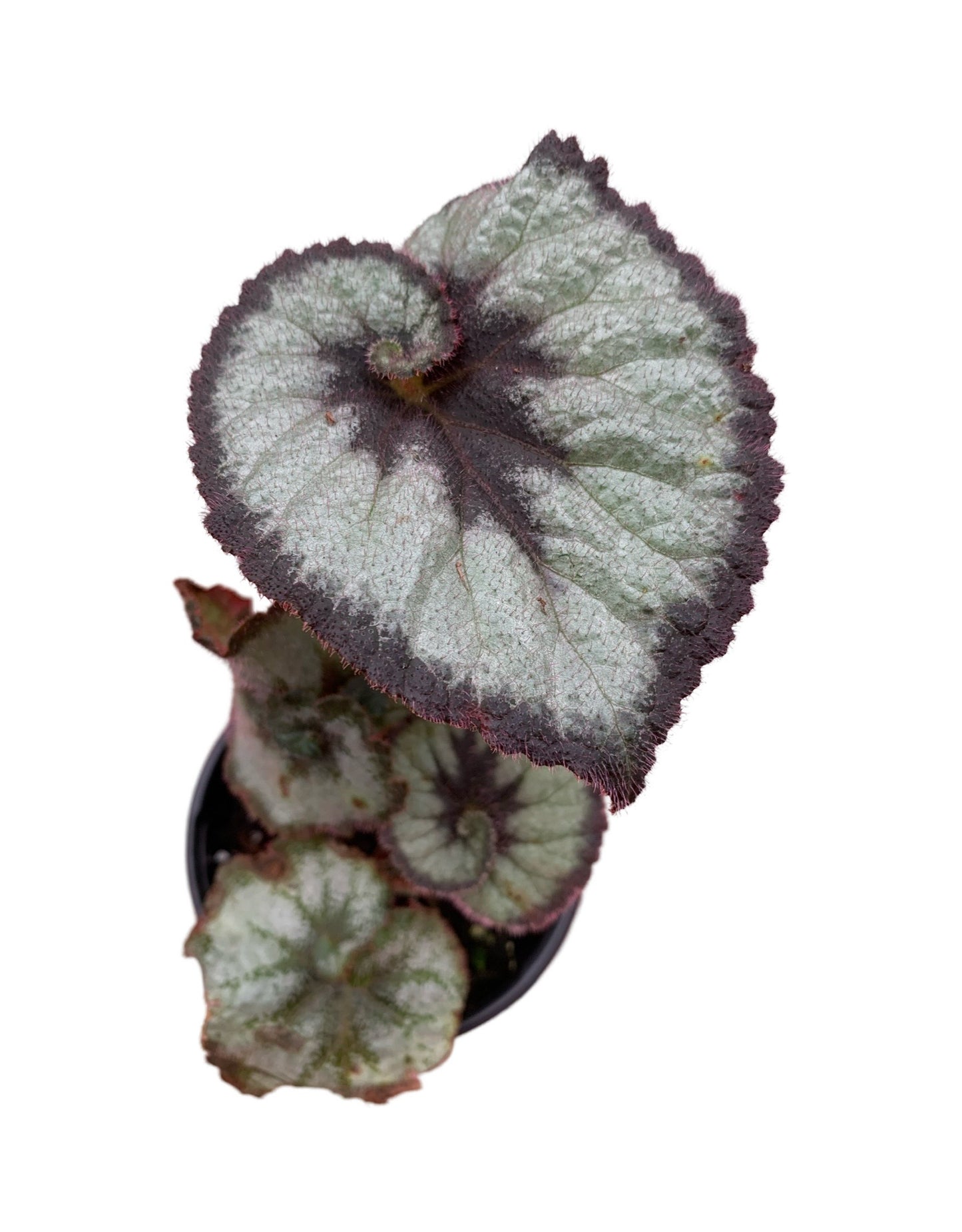 Begonia rhizomatous 'Escargot'