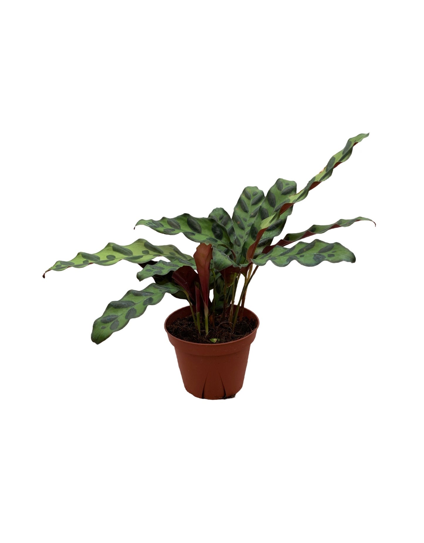 Calathea lancifolia