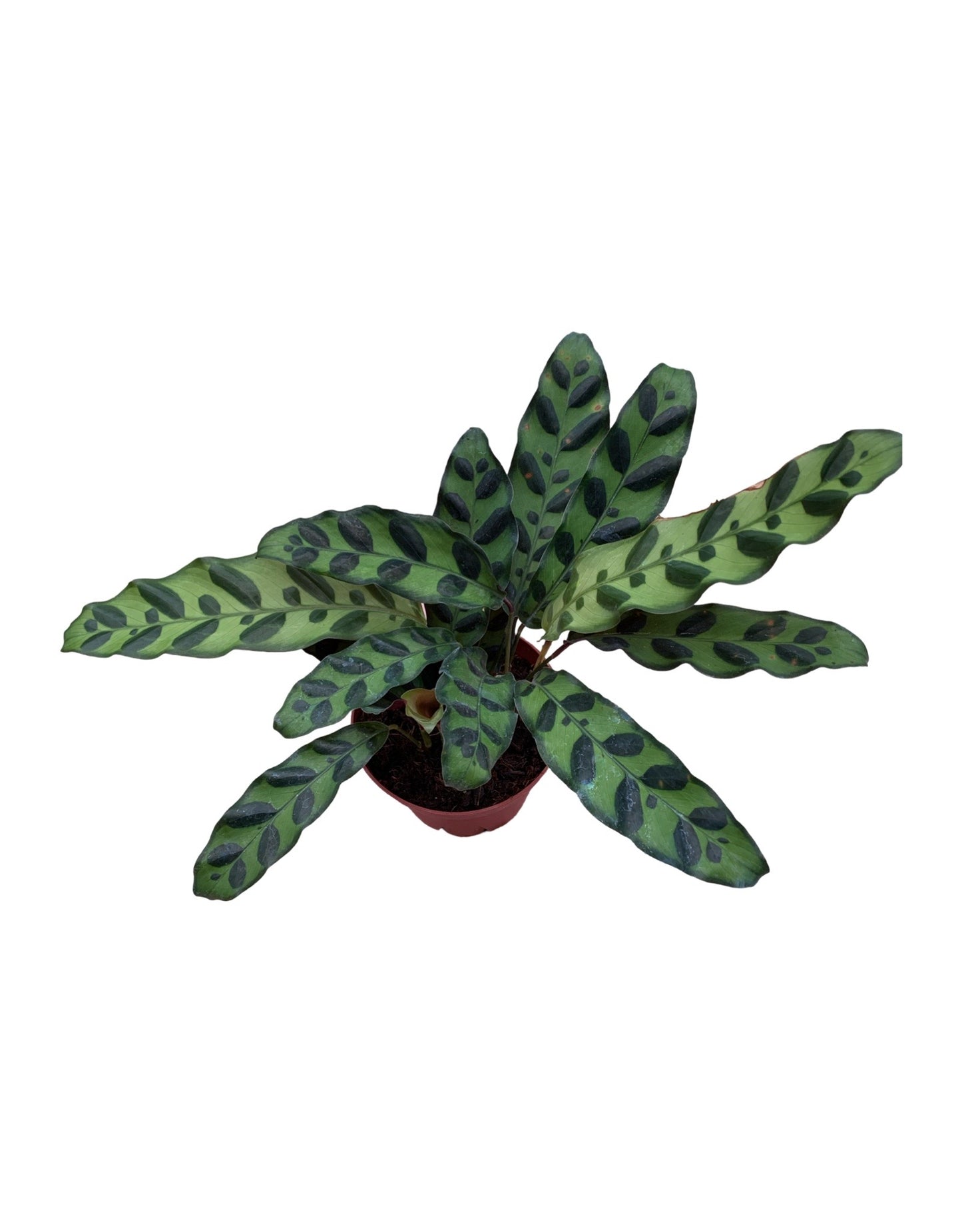 Calathea lancifolia