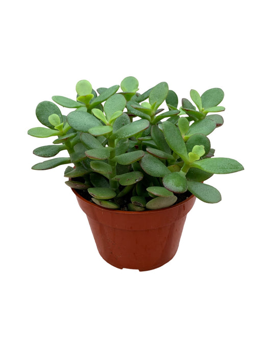 Crassula ovata 'Crosby's Compact