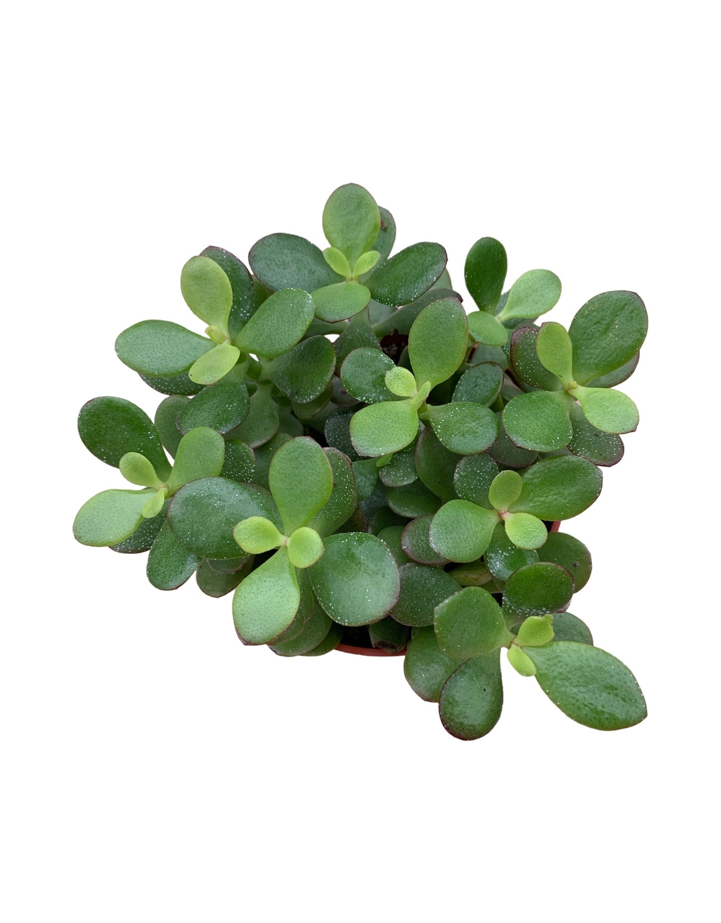 Crassula ovata 'Crosby's Compact