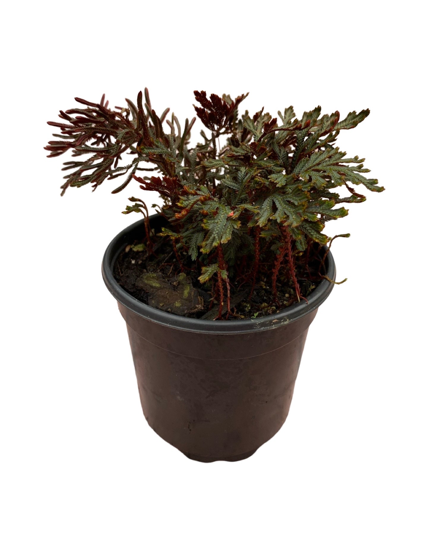 Selaginella erythropus 'Sanguinea'