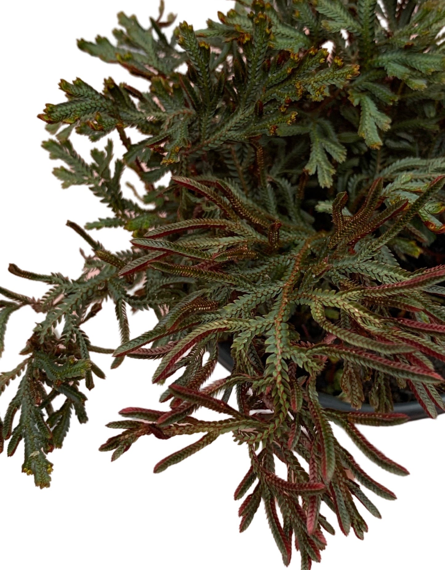 Selaginella erythropus 'Sanguinea'