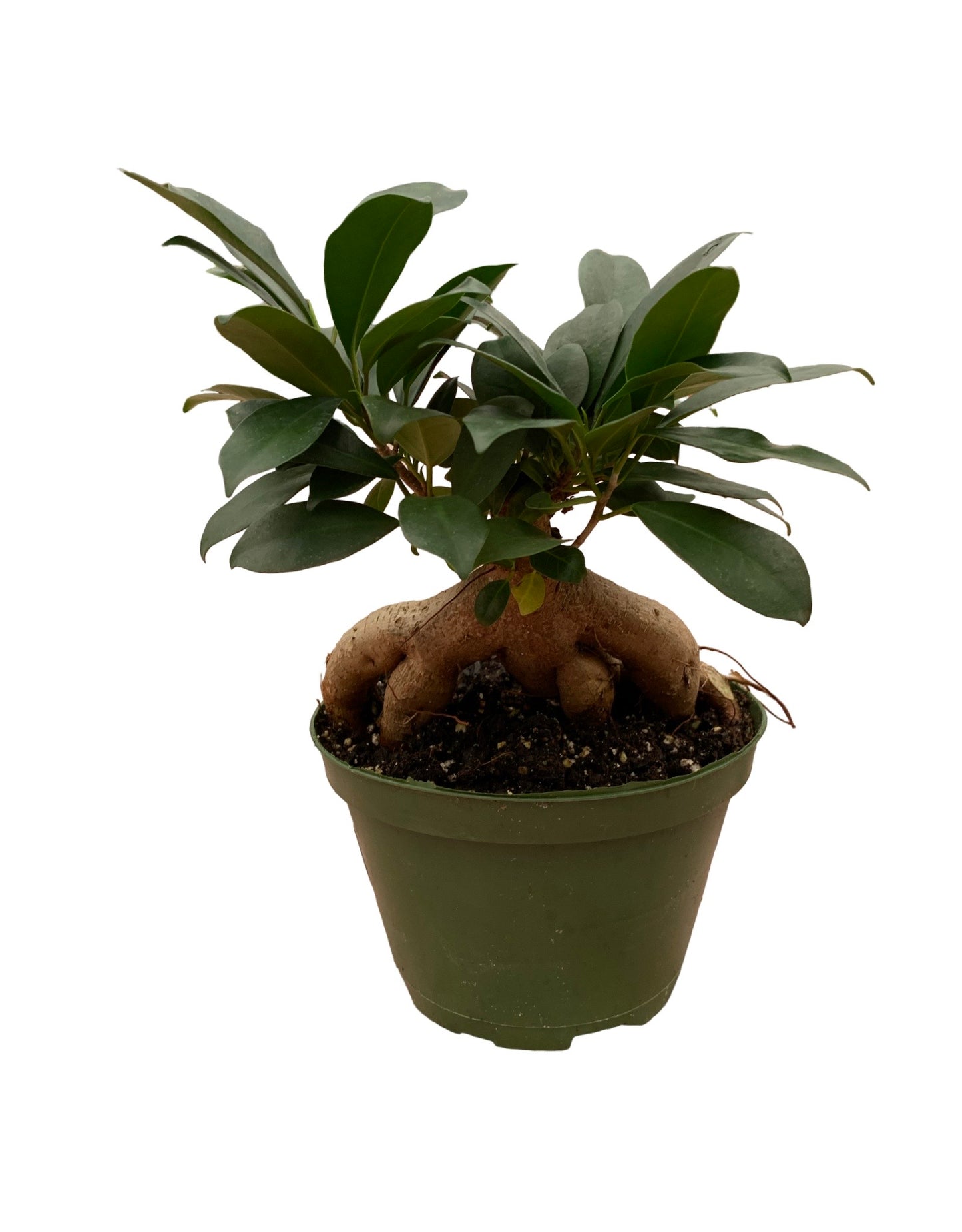 Ficus retusa