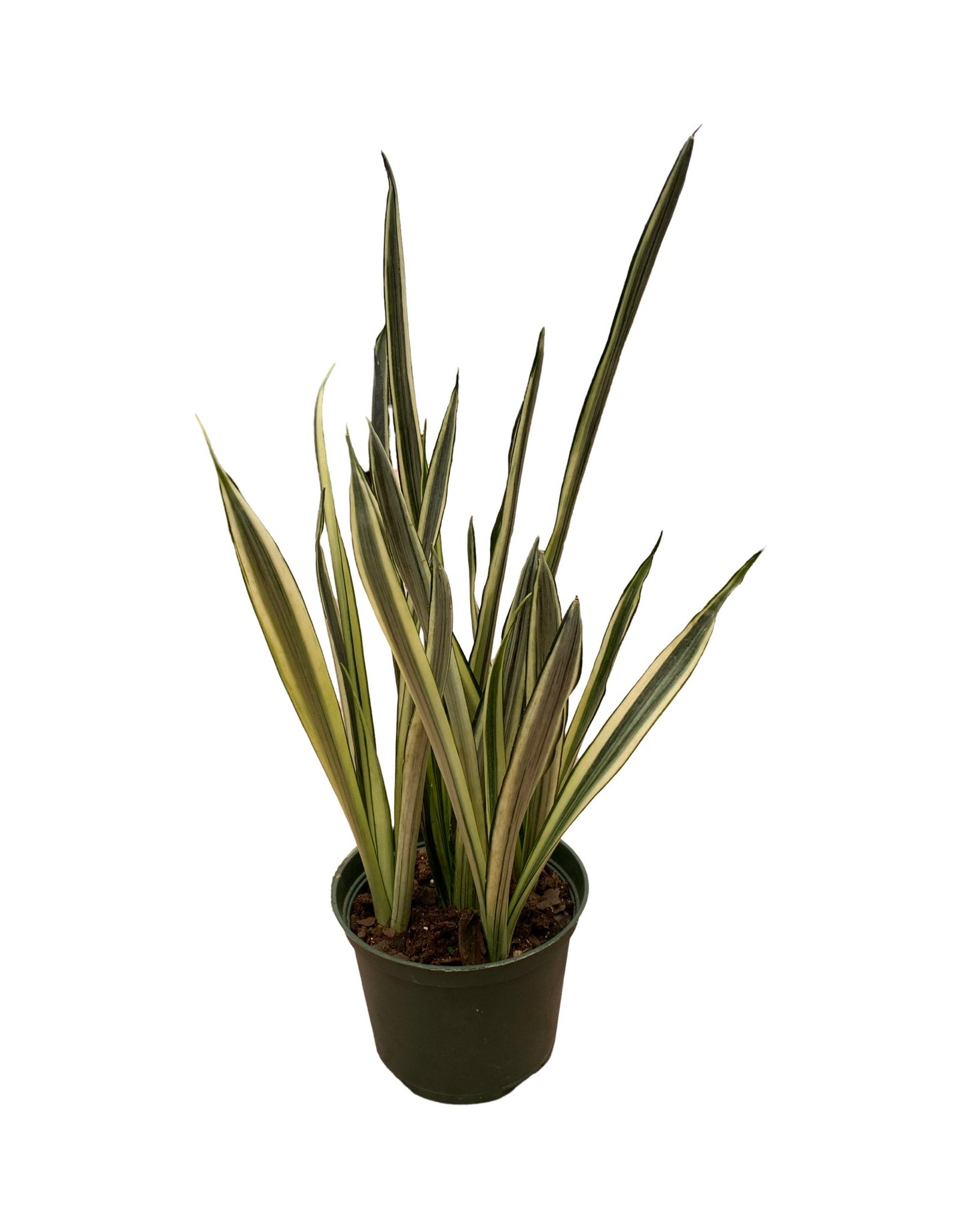 Sansevieria Bantel's Sensation