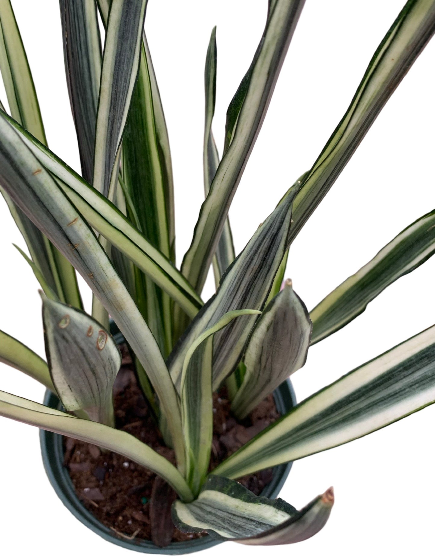 Sansevieria Bantel's Sensation