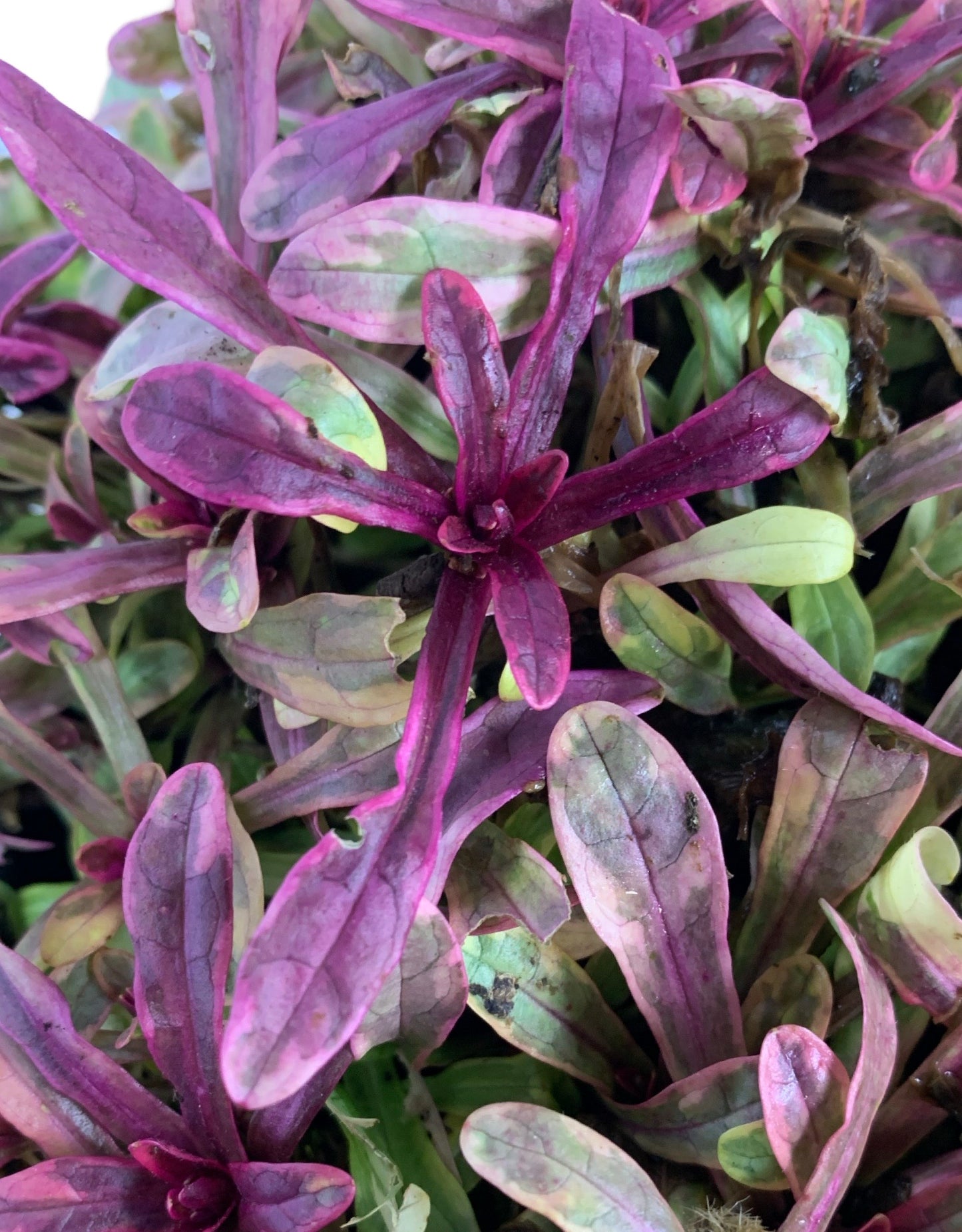 Ajuga tenorii 'Princess Nadia'