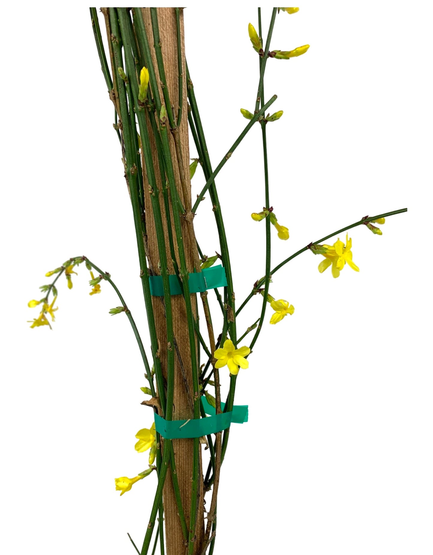 Jasminum nudiflorum