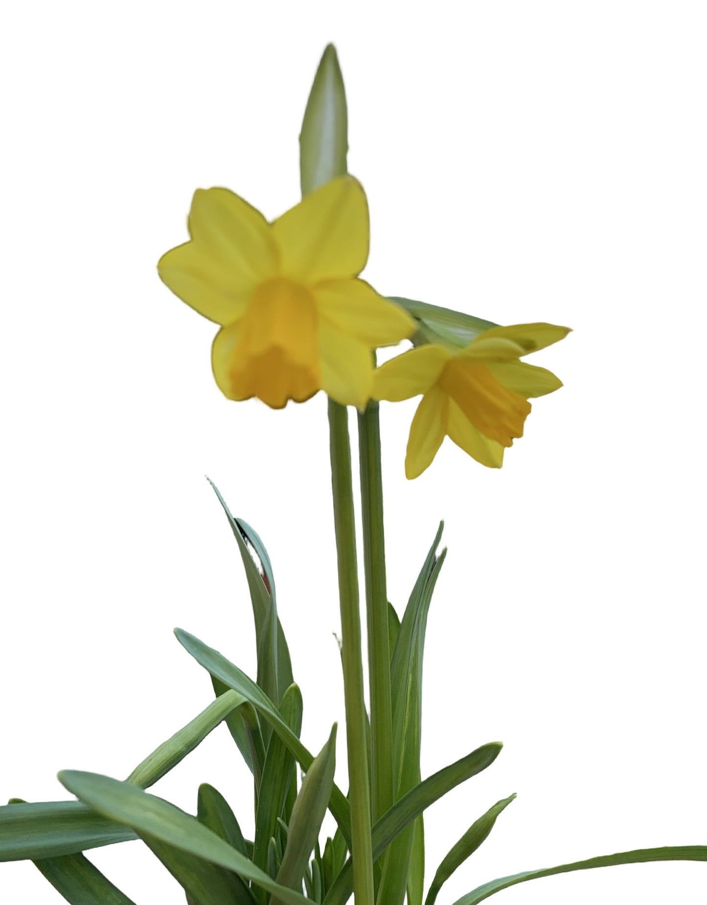 Mini Daffodil Yellow