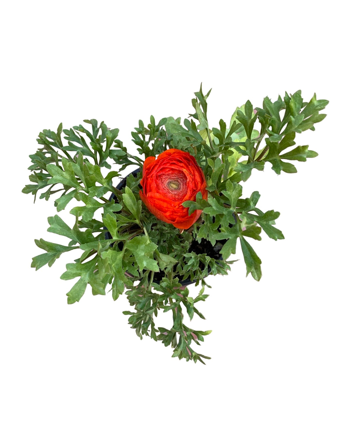 Ranunculus 'Sprinkles'