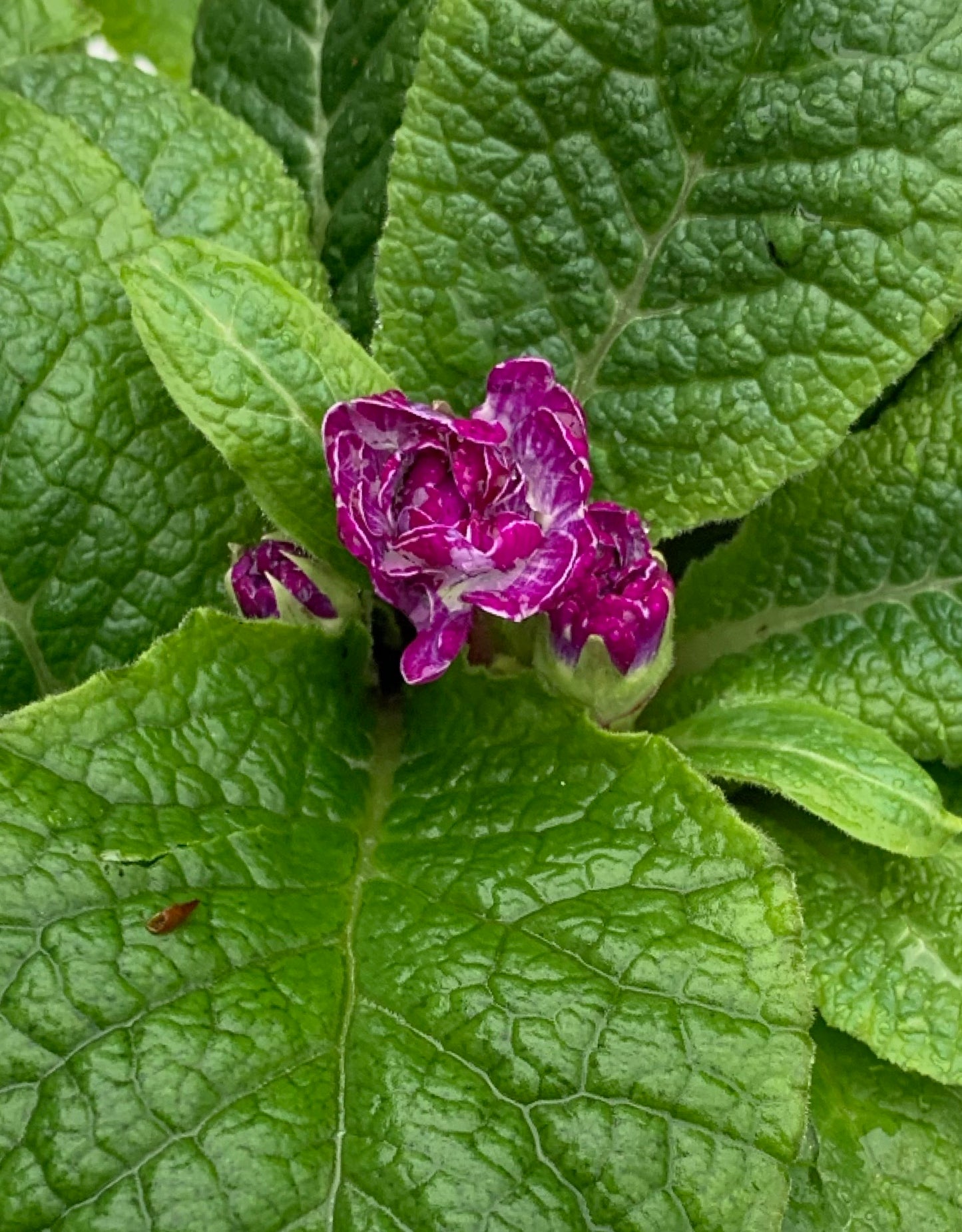 Primula belarina