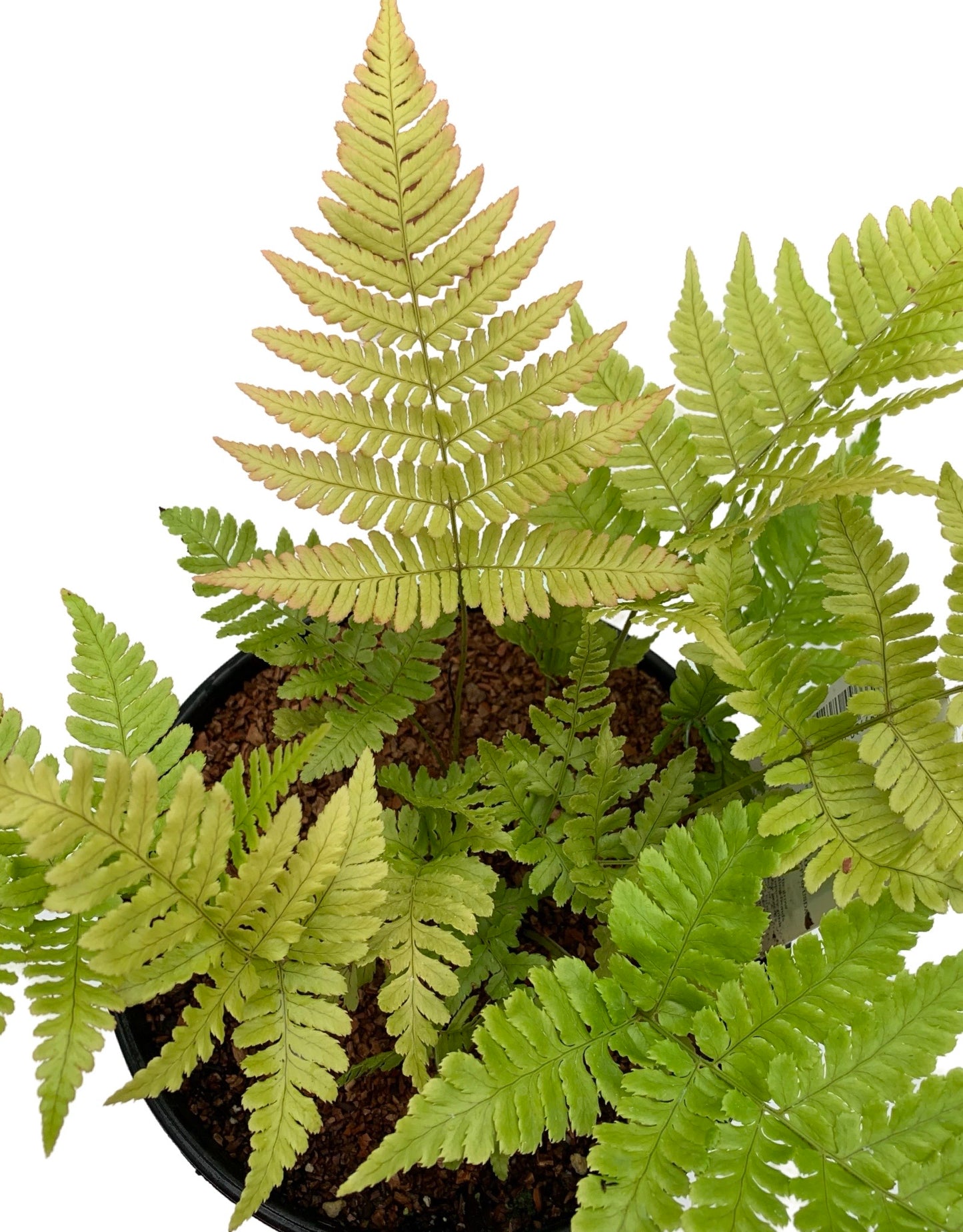 Dryopteris erythrosora 'Autumn Fern'