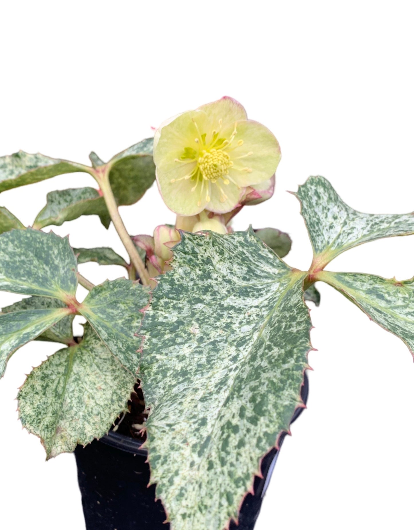 Helleborus argutifolius 'Snow Fever'