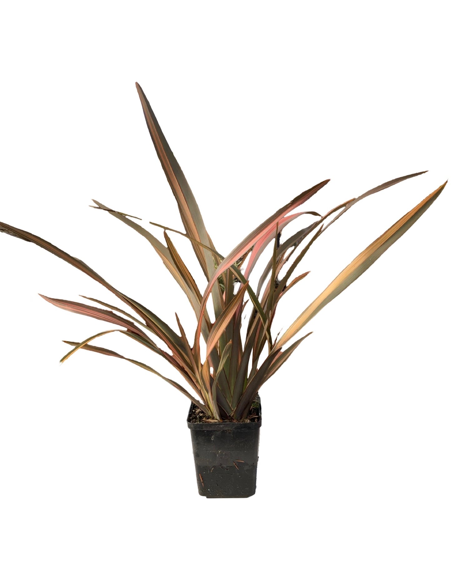 Phormium 'Rainbow Sunrise'