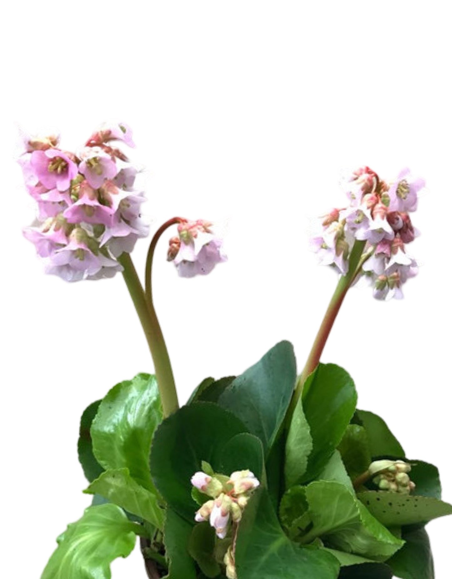 Bergenia 'Baby Doll'