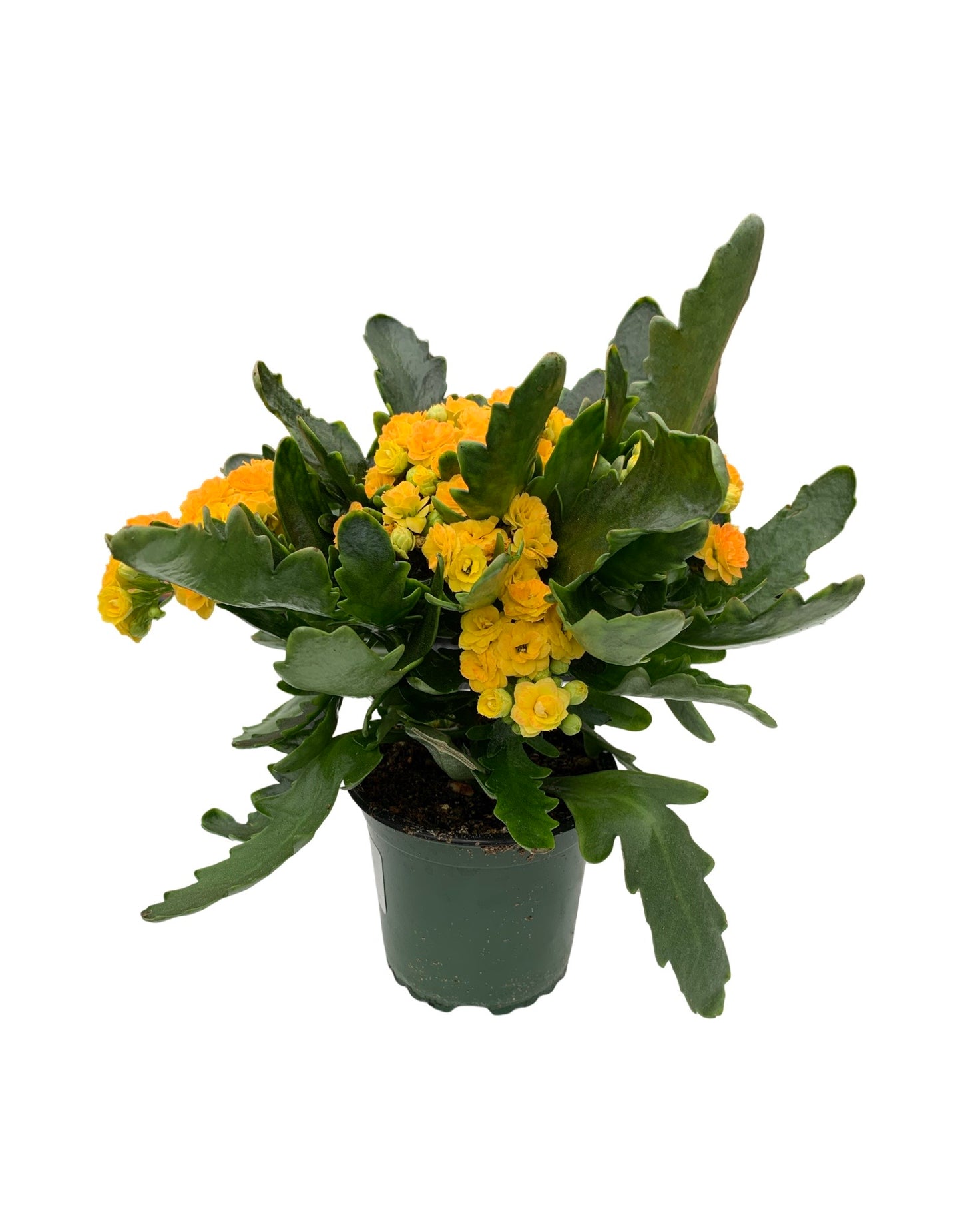 Kalanchoe