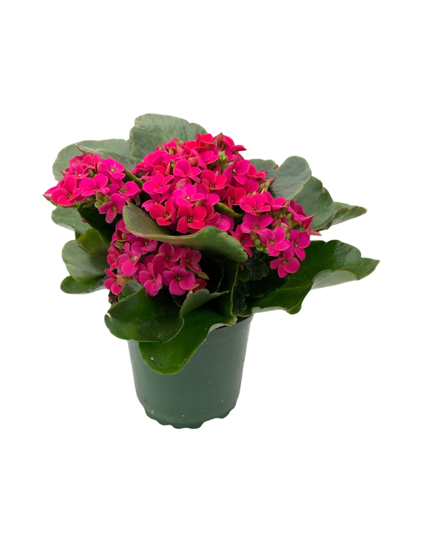 Kalanchoe