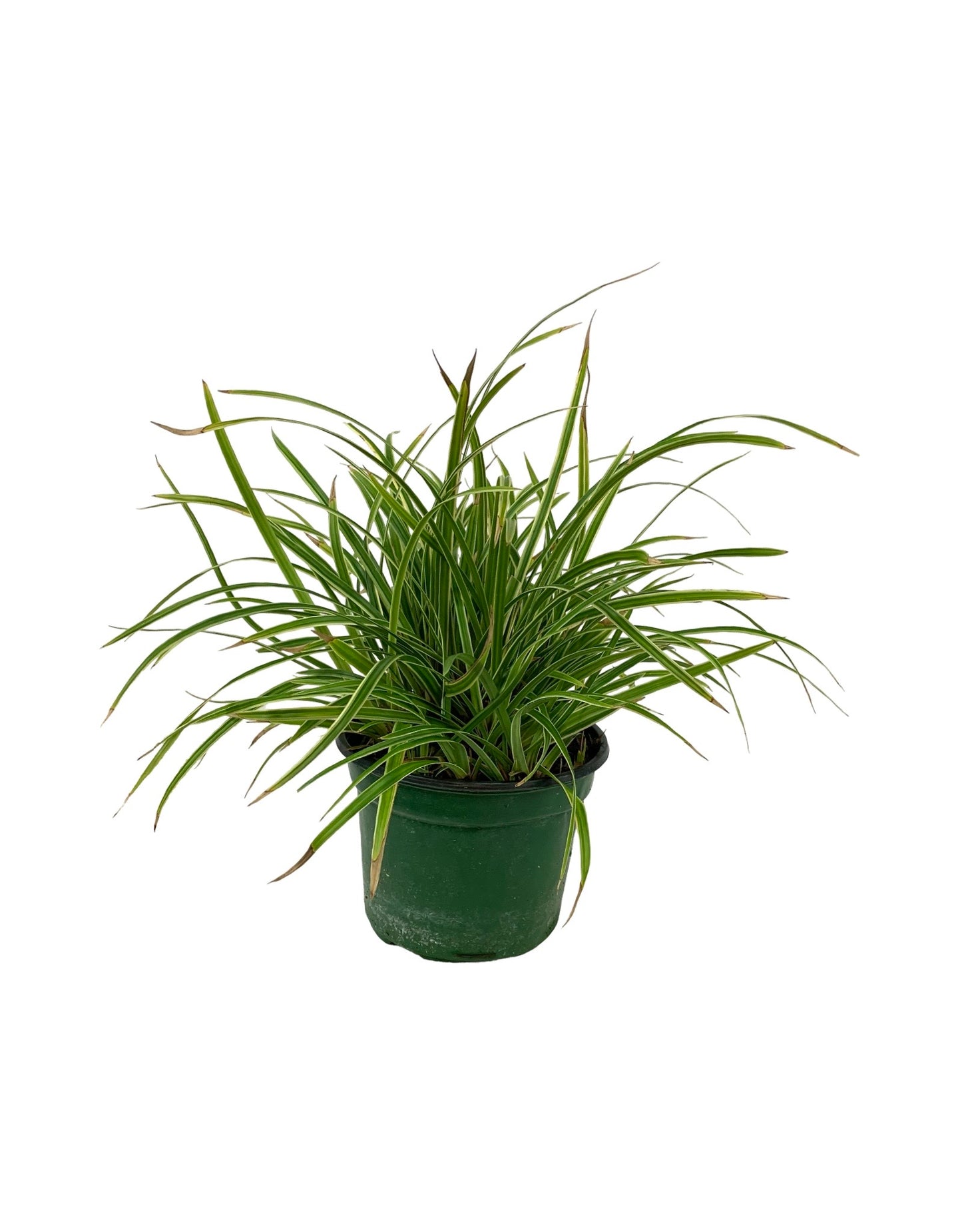 Carex morrowii 'Ice Dance'