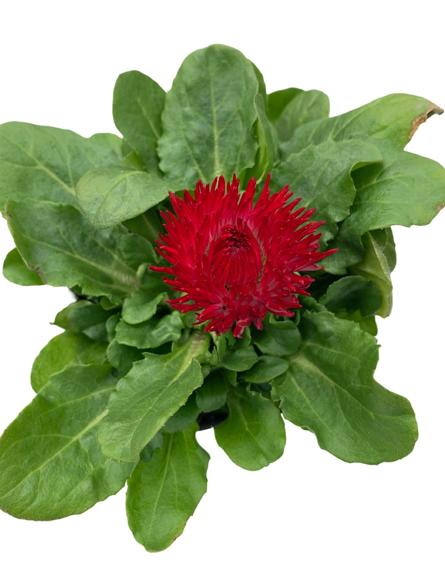 Bellis perennis 'Habanera Mix'