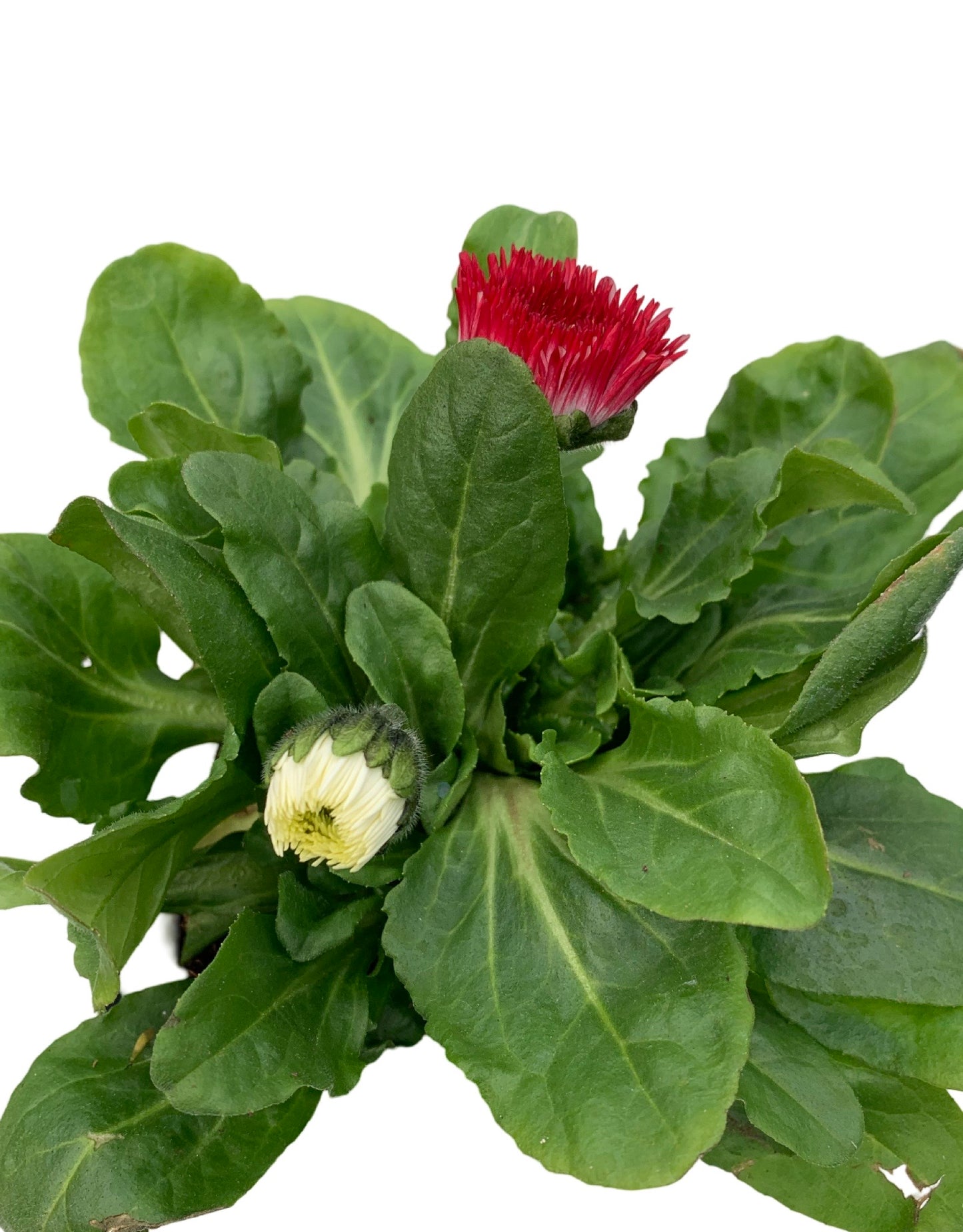 Bellis perennis 'Habanera Mix'