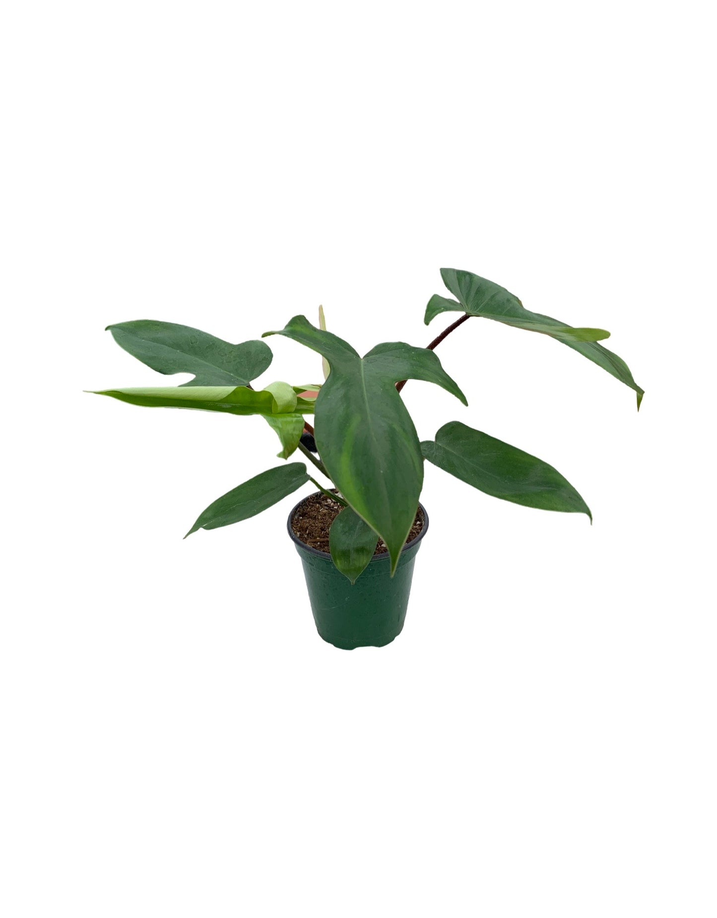 Philodendron Florida Green