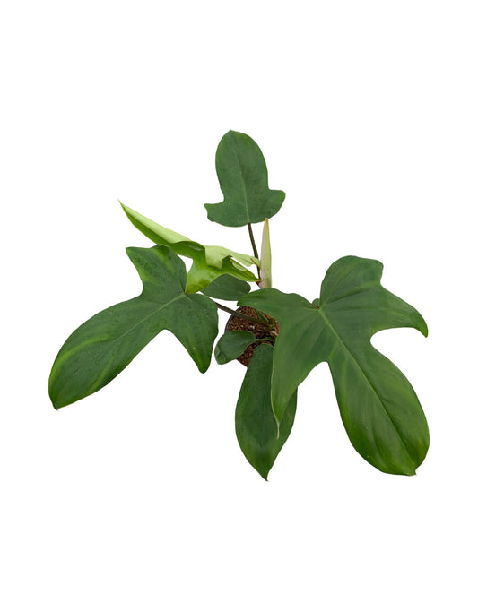 Philodendron Florida Green