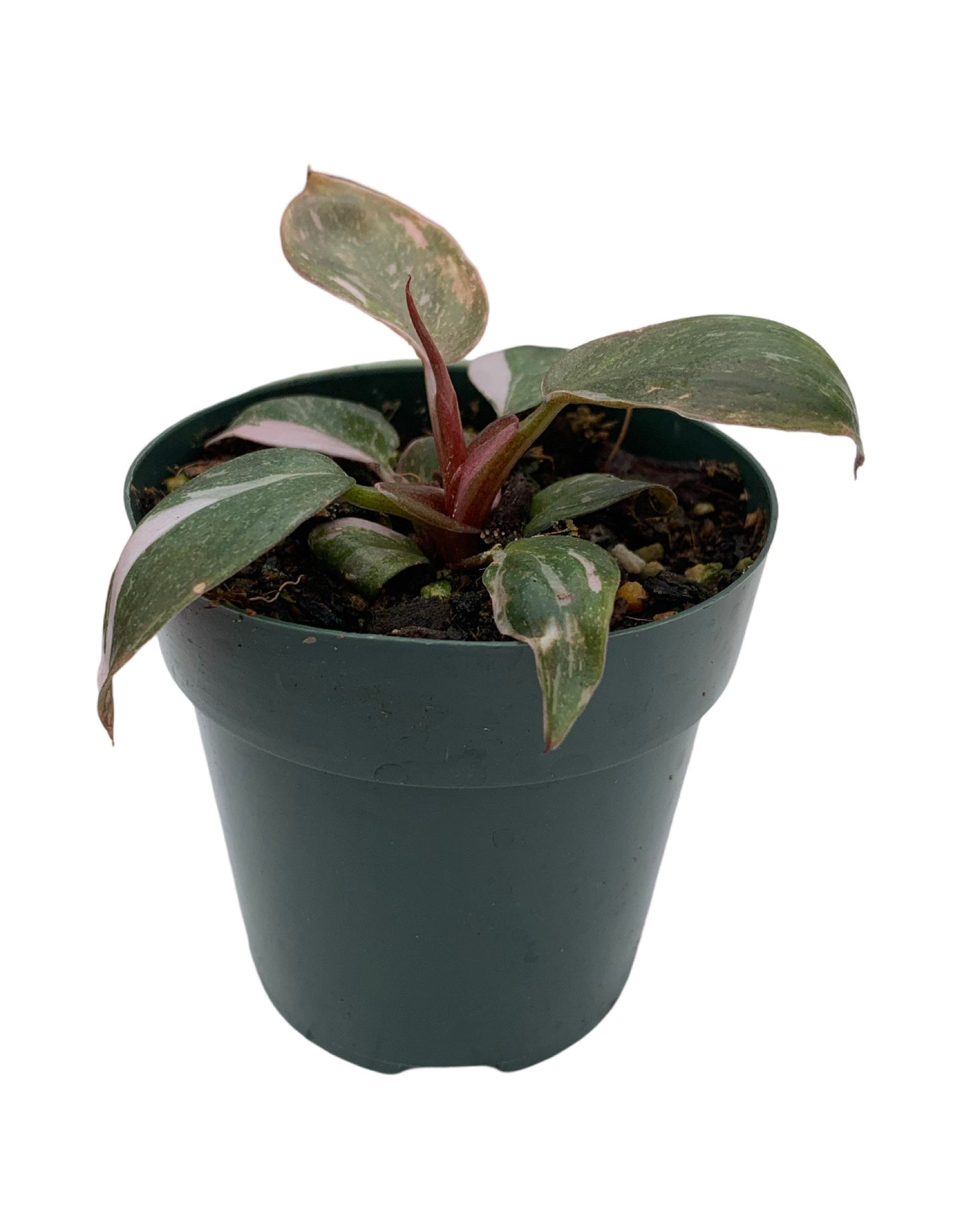 Philodendron erubescens var.  Pink Princess