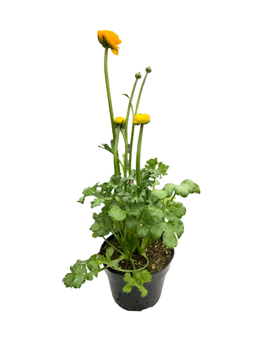 Ranunculus Elegance 'Giallo Gold'