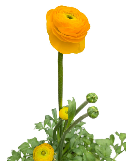 Ranunculus Elegance 'Giallo Gold'