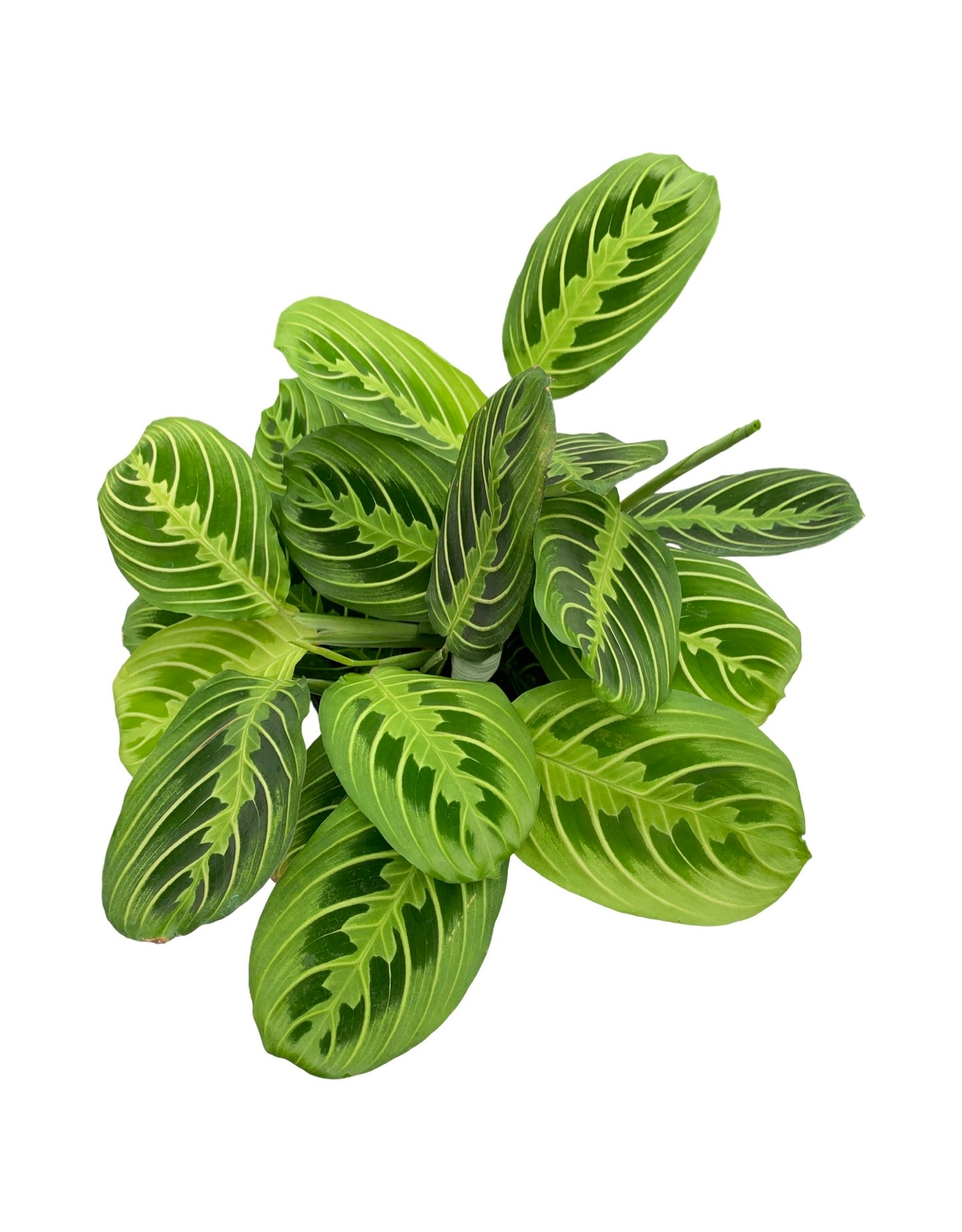 Maranta leuconeura 'Lemon Lime'