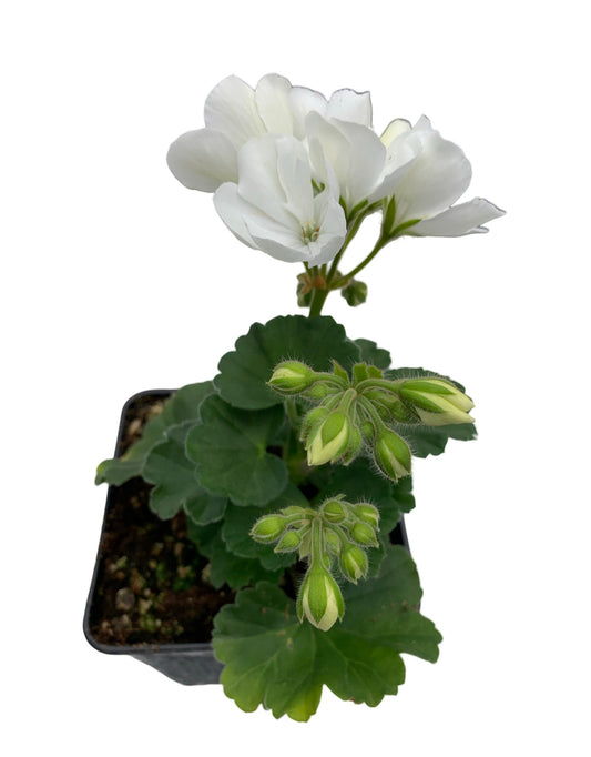 Geranium Zonal ‘Moonlight White’