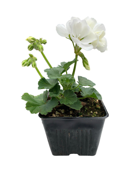 Geranium Zonal ‘Moonlight White’