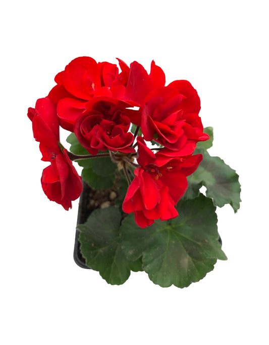 Geranium Zonal ‘Moonlight Red’