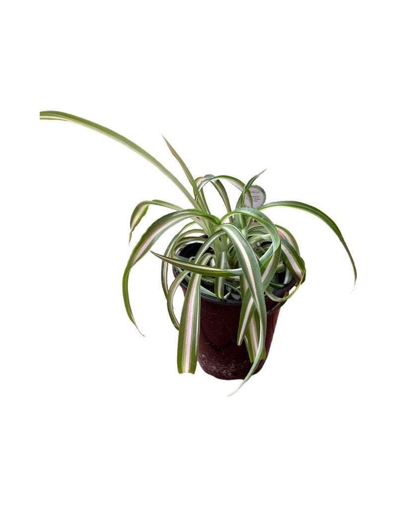 Chlorophytum comosum 'Bonnie'