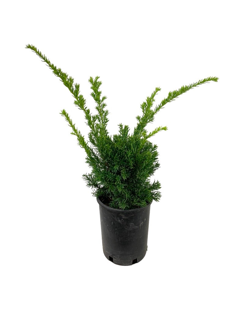 Taxus cuspidata 'Nana Aurescens' 1 Gallon