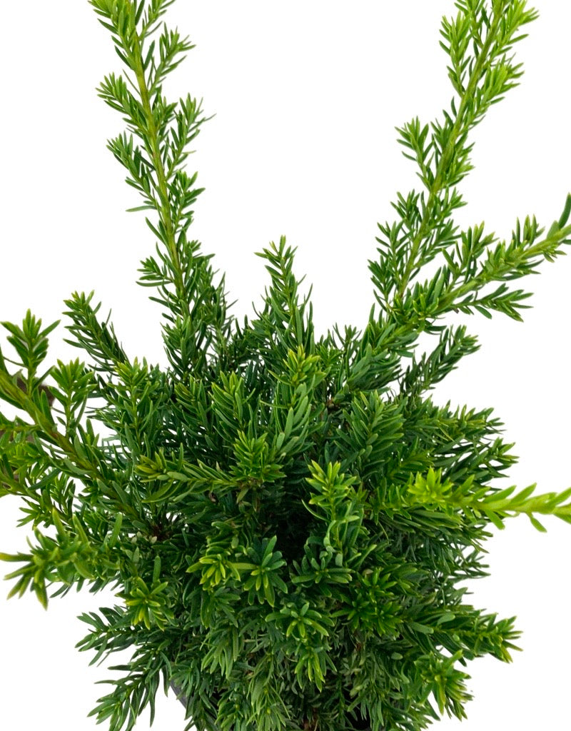 Taxus cuspidata 'Nana Aurescens' 1 Gallon