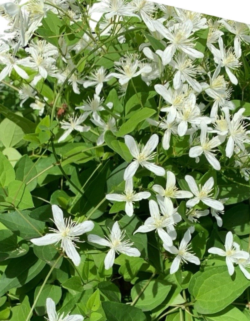 Clematis terniflora Staked