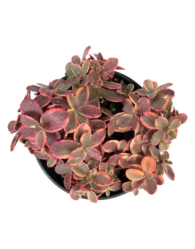 Sedum 'Wildfire'