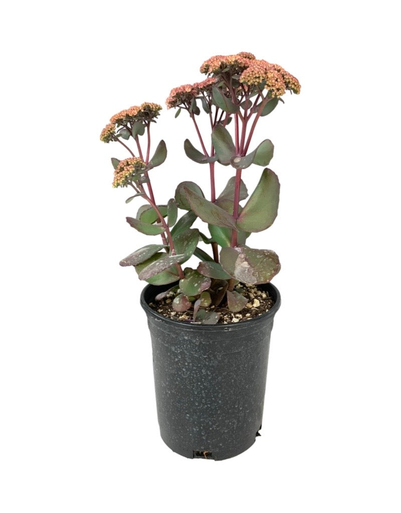 Sedum 'Blue Pearl'