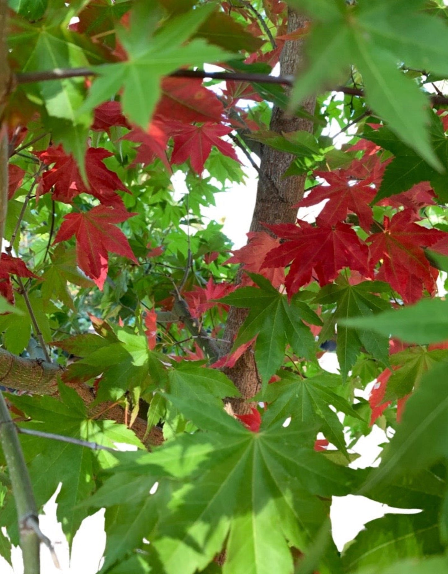 Acer x pseudosieboldianum 'Final Fire'