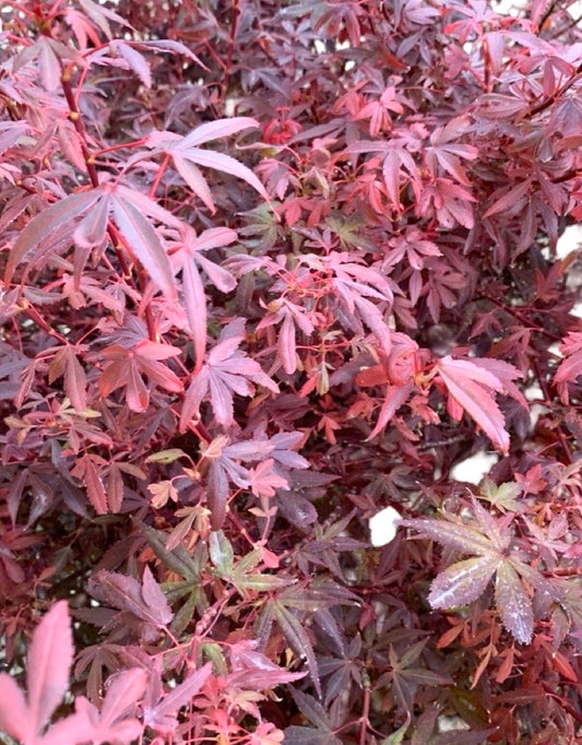 Acer palmatum 'Hime Shojo'