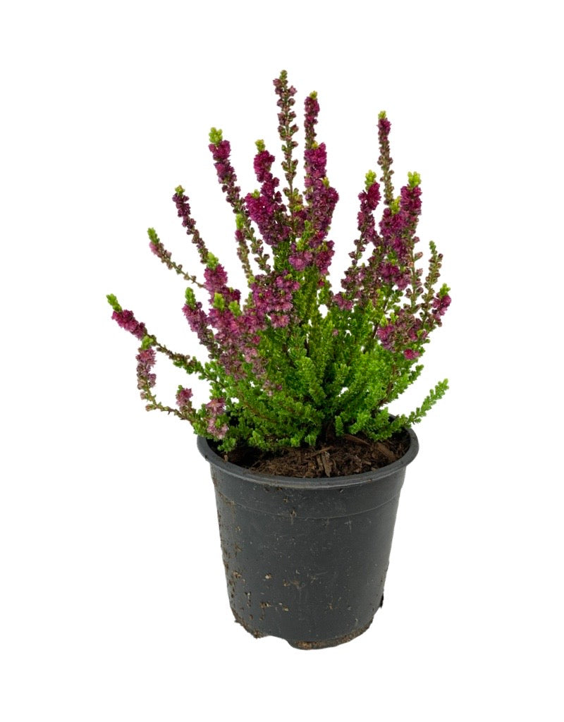 Calluna vulgaris 'Yellow Beauty'