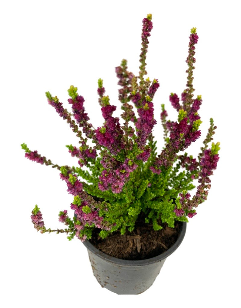 Calluna vulgaris 'Yellow Beauty'