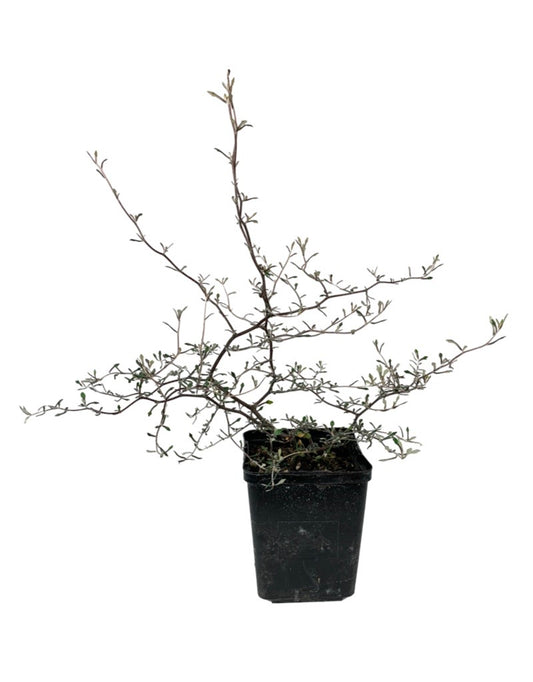 Corokia cotoneaster Quart